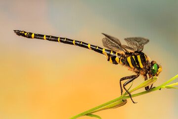Libélula