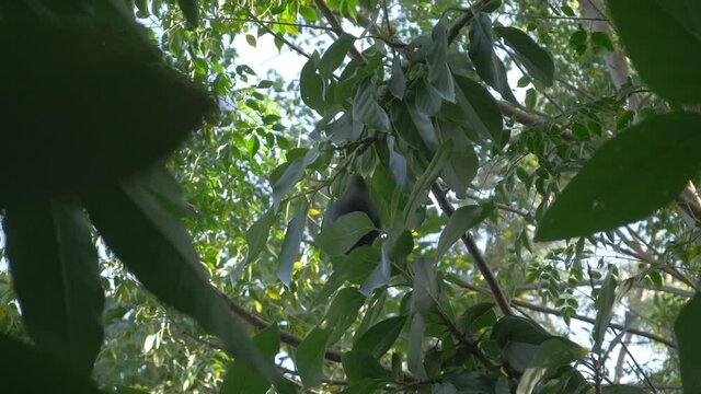 A lonely avocado fruit still on the tree waiting and ready to be harvested.