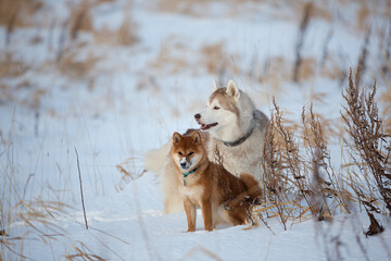 Beautiful, free and prideful siberian husky dog and shiba inu puppy sitting in the field in winter