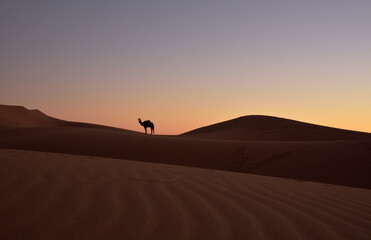 Fototapeta na wymiar Sonnenuntergang in der Wüste mit einer Silhouette eines Kamels, das auf einer Düne steht
