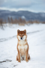 Cute shiba inu puppy sitting outdoors in winter. Japanese shiba inu dog sitting in the snow field on mountain background