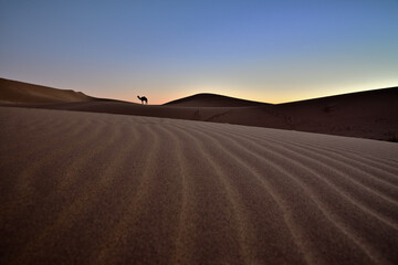 Ansicht eines entfernten Kamels im Abendlicht, das auf einer Sanddüne in der Wüste steht.