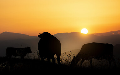 three cows graze in the hills at sunset