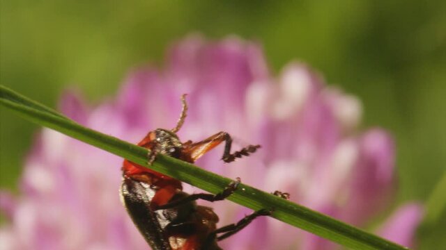 Profle macro shot of soldier beetle Cantharis pellucida hanging from blade of grass cleaning itself after eating with a pink flower in the background in Loch Dochart, Scotland