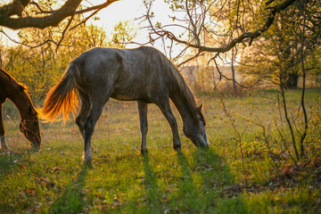 Fototapeta na wymiar Graceful horses feed at sunset