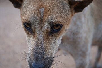 portrait of a dog