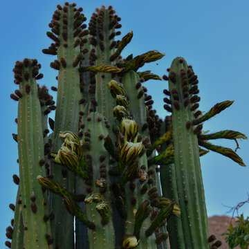 San Pedro, Cactus Codpa Arica