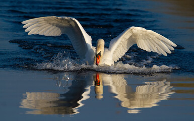 Mute swan, Cygnus olor. The bird lands on the surface of the river, beautifully reflected in the water