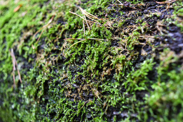 Green moss in the forest on a tree.