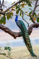 Indian peafowl (Pavo cristatus), also known as the common peafowl, sitting in a tree in Kanha National Park in India