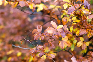 Autumn brown and yellow leaves in the forest.