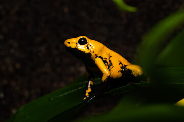 Closeup of a rare Golden poison frog with a lot of black markings