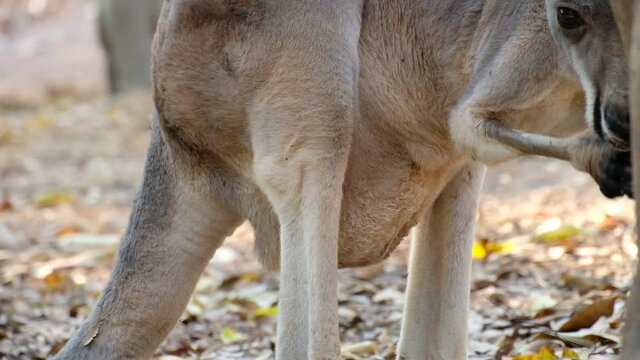 joey (baby kangaroo) in  the pouch