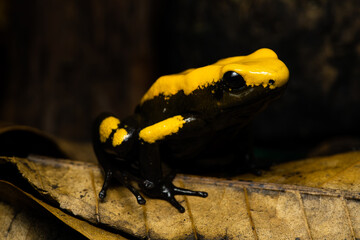 Closeup of a rare Golden poison frog with a lot of black markings