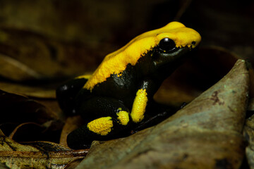 Closeup of a rare Golden poison frog with a lot of black markings