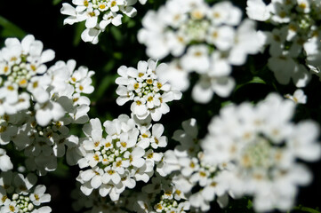 white flowers background