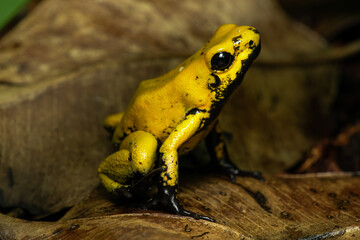Closeup of a rare golden poison frog with a lot of black markings