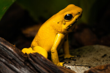 Fototapeta premium Closeup of a golden poison frog sitting on leaf litter