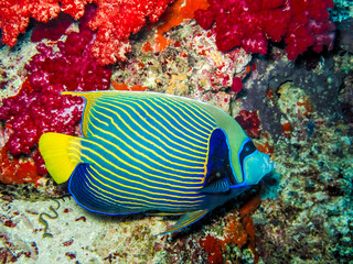 Angelfish swimming by a coral.