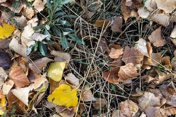 Background and texture of the walkway in the autumn forest. Leaves, grass and ground close up
