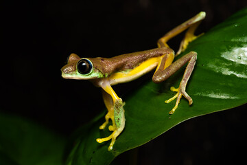 Closeup of a lemur leaf frog on a plant
