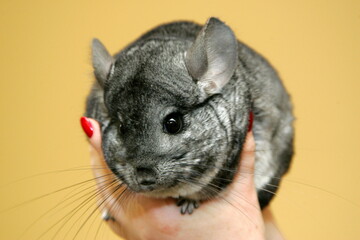A small gray chinchilla sits on the human hands