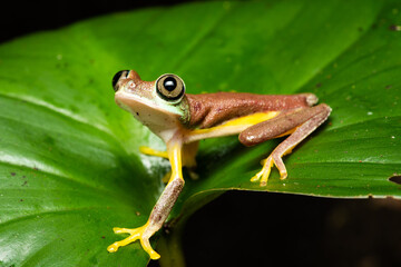 Closeup of a lemur leaf frog on a plant