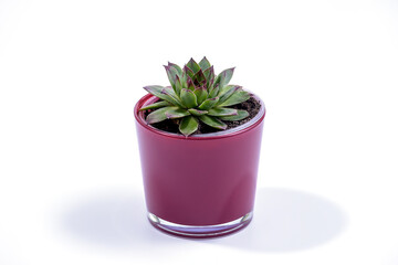 Sempervivum tectorum, commonly known as Common Houseleek in a purple flower pot on white background, Selective Focus