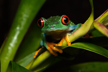 Portrait of a red eyed tree frog