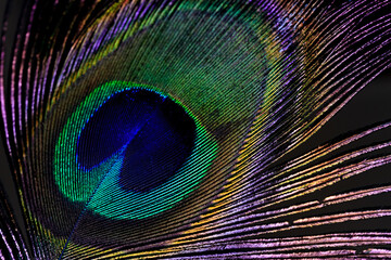 Obraz premium Pluma de pavo real