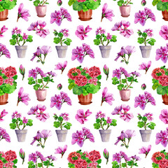 Seamless pattern, delicate pink red geraniums in ceramic pots with buds. Hand drawn watercolor illustration on white background