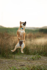 Funny red shiba inu puppy jumping in the meadow at golden sunset. Young Japanese shiba inu dog standing on its hind legs