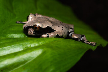 Young spiny-headed tree frog on a leaf