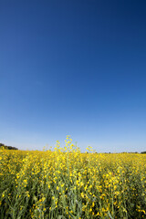 green field and blue sky