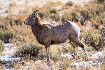 Big Horn Sheet in sagebrush, female, 