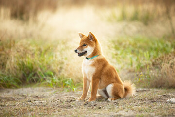 Naklejka na ściany i meble Cute Red Shiba Inu Puppy Dog Sitting Outdoor In Grass During golden Sunset. Adorable japanese shiba inu puppy