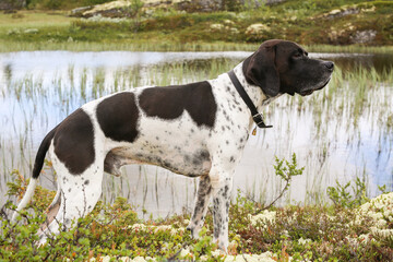 Dog english pointer