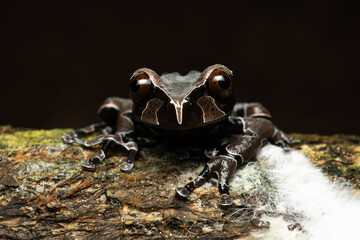Closeup of a spiny-headed treefrog on a branch