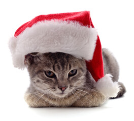 Kitten in Christmas hat.