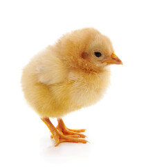 Small yellow chicken.