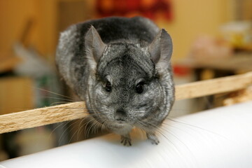 Gray chinchilla in cage