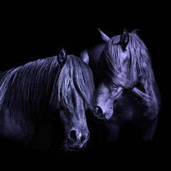 Two horses portrait monochromatic - 399805494