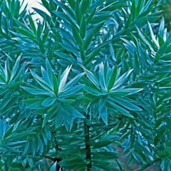 Naklejka na ściany i meble Leucadendron argenteum, Silver Tree close up in a Cornish garden