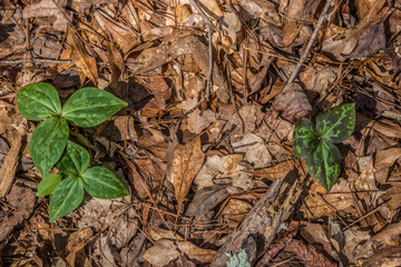 Trilliums emerging in the forest