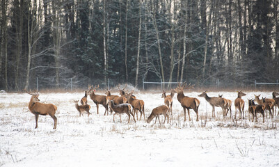 Many deers at deer farm, close up. Nice animals close up. Deers eating applaes and carrots