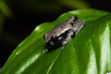 Obraz premium Freshly metamorphosed spiny-headed treefrog on a leaf