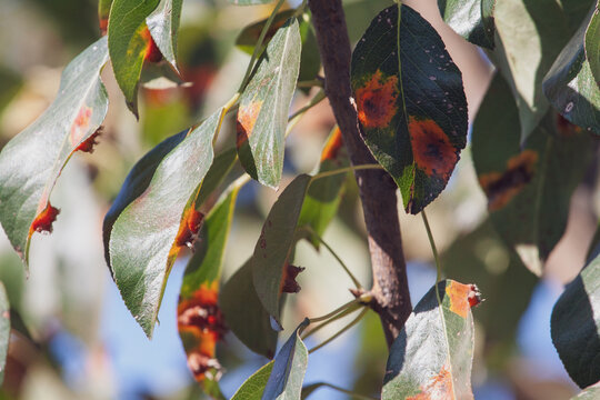 Pear leaves with pear rust infestation