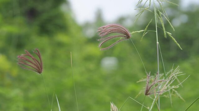 The grass on the side of the road swaying along the wind.