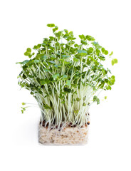 Cress salad isolated on white