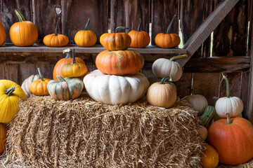 Harvest display of gourds for sale